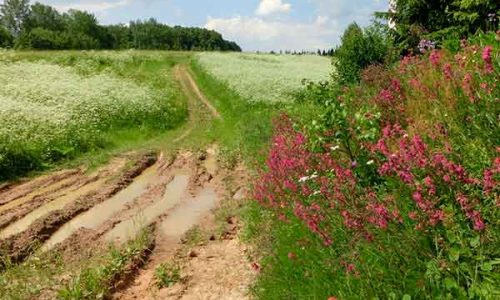 Гавань Вероники
