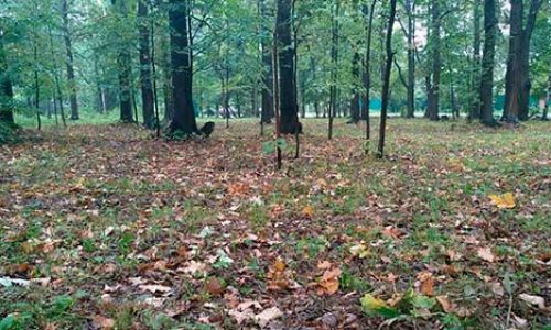 Дубовая роща у станции Луговая
