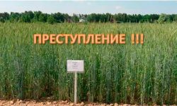 Поля на Луговой хотят застроить!!!