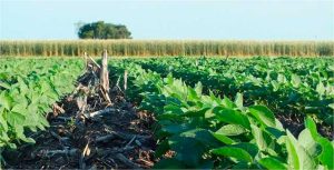 ЭКОЛОГИЧЕСКОЕ ЗНАЧЕНИЕ АЛЬТЕРНАТИВНЫХ СИСТЕМ ЗЕМЛЕДЕЛИЯ